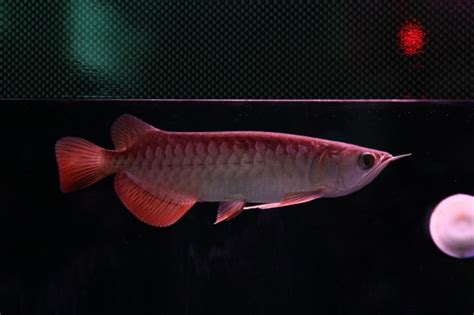 龍魚寓意|年年有「魚」 「紅」運當頭